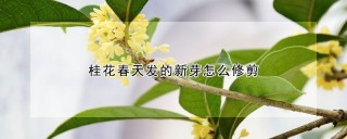 桂花春天发的新芽怎么修剪,第1图