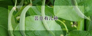 芸豆有几种,第1图