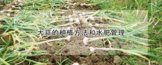 大蒜的种植方法和水肥管理,第1图
