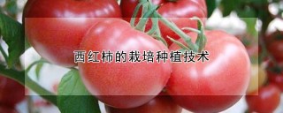 西红柿的栽培种植技术,第1图