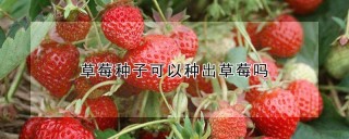 草莓种子可以种出草莓吗,第1图