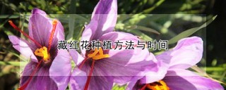 藏红花种植方法与时间,第1图