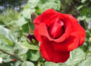玫瑰花功能与主治：美白护肤、利尿、丰胸、抗病毒,第4图