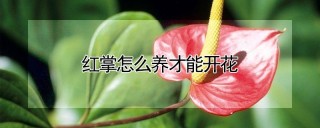 红掌怎么养才能开花,第1图