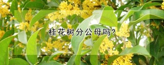 桂花树分公母吗?,第1图