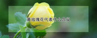 黄玫瑰花代表什么含义,第1图