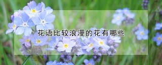 花语比较浪漫的花有哪些,第1图