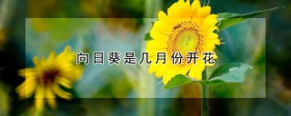 向日葵是几月份开花,第1图