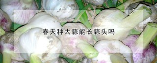 春天种大蒜能长蒜头吗,第1图