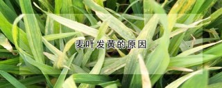 麦叶发黄的原因,第1图