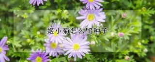 姬小菊怎么留种子,第1图