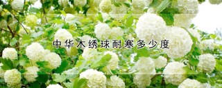 中华木绣球耐寒多少度,第1图