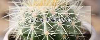 仙人球需要阳光吗,第1图