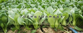 小白菜种植方法和种植技术,第1图