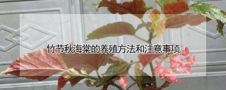 竹节秋海棠的养殖方法和注意事项,第1图