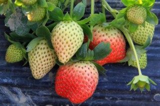 草莓什么时候种植最好 草莓的种植技术与管理,第4图