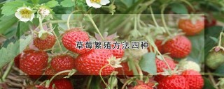 草莓繁殖方法四种,第1图