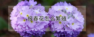 报春花怎么繁殖,第1图