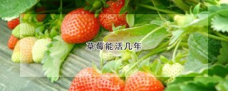 草莓能活几年,第1图