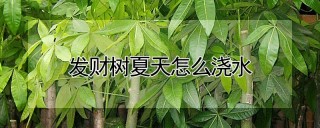 发财树夏天怎么浇水,第1图