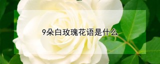 9朵白玫瑰花语是什么,第1图