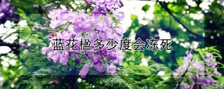 蓝花楹多少度会冻死,第1图