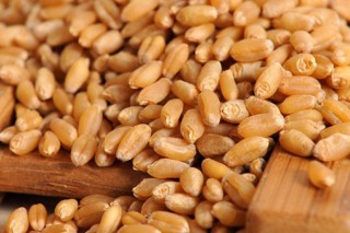 淮小麦和浮小麦的区别,第3图