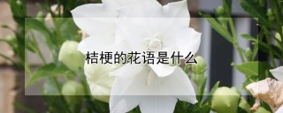 桔梗的花语是什么,第1图