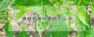 辣椒苗卷叶萎缩怎么办,第1图