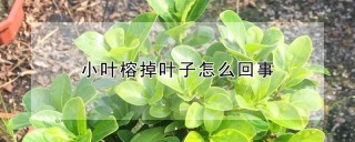 小叶榕掉叶子怎么回事,第1图