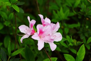 杜鹃花掉叶子怎么扑救，停止浇水更换微酸性土,第1图