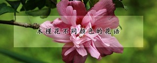 木槿花不同颜色的花语,第1图