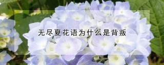 无尽夏花语为什么是背叛,第1图