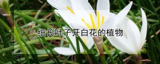 细长叶子开白花的植物,第1图