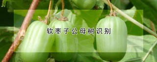 软枣子公母树识别,第1图