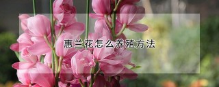 惠兰花怎么养殖方法,第1图