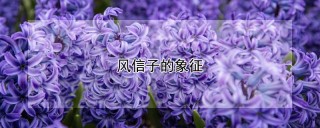 风信子的象征,第1图