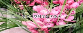 蕙兰开花时间如何浇水,第1图