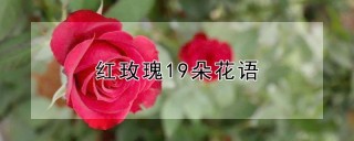 红玫瑰19朵花语,第1图