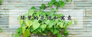 绿萝的花语和寓意,第1图