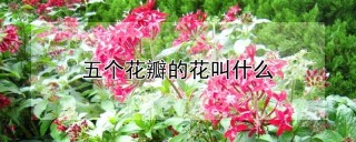 五个花瓣的花叫什么,第1图