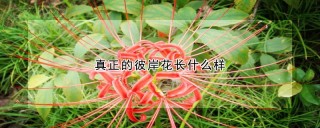 真正的彼岸花长什么样,第1图