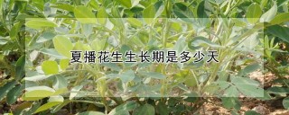 夏播花生生长期是多少天,第1图