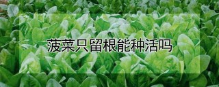 菠菜只留根能种活吗,第1图