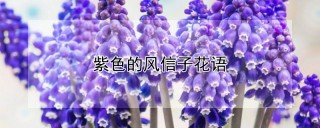 紫色的风信子花语,第1图