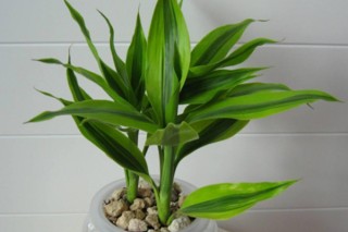 客厅适合养的8种植物 客厅养什么植物最好,第3图