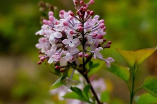 为什么丁香花叫狗牙花,第2图