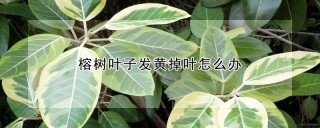 榕树叶子发黄掉叶怎么办,第1图