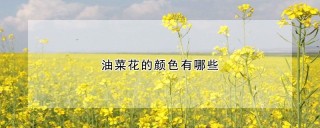 油菜花的颜色有哪些,第1图