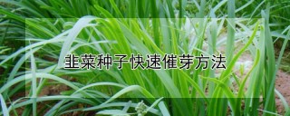 韭菜种子快速催芽方法,第1图